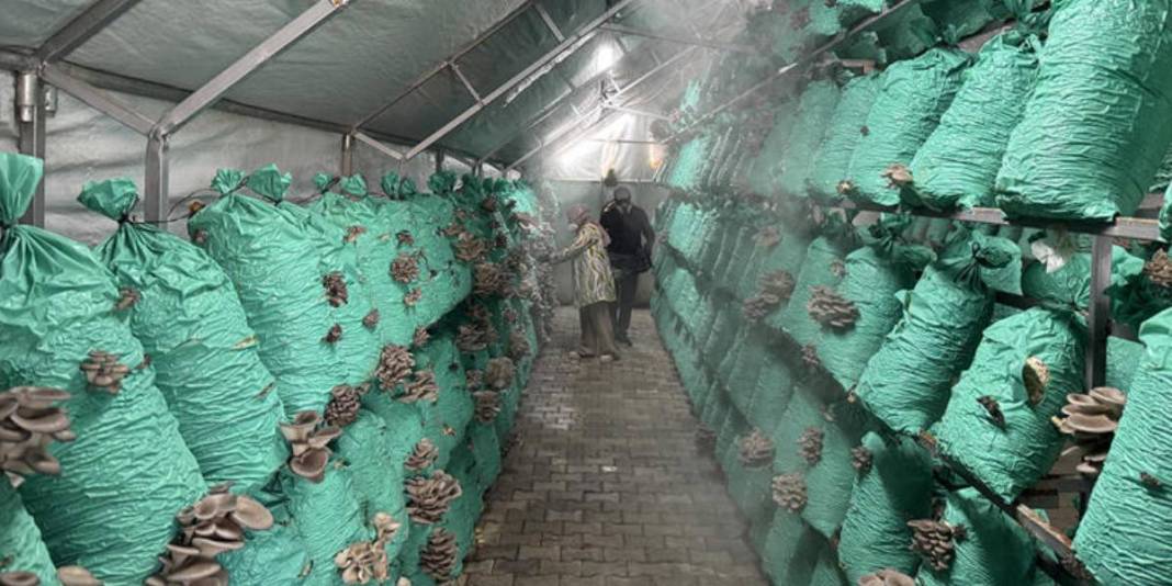 Köydeki evinin bahçesine kurdu, yılda 40 ton üretime ulaştı! Lüks oteller, toptancılar… Hepsine satış yapıyor 1